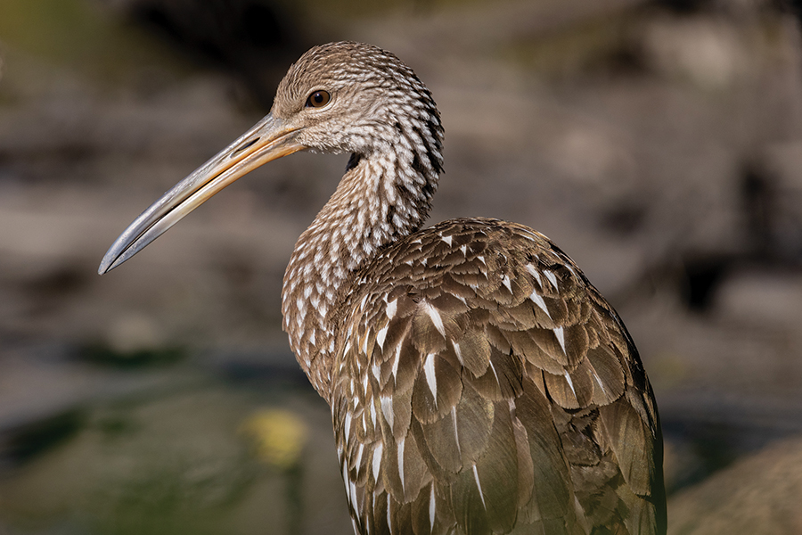 limpkin